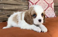 Conner , a male Cavalier King Charles Spaniel for sale in Honey Grove, TX – 9 of 10