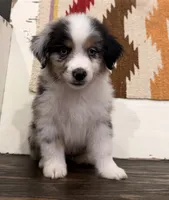 Sam, a male Miniature Australian Shepherd for sale in Honey Grove, TX – 2 of 10