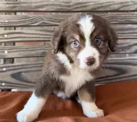 Luca, a male Miniature Australian Shepherd for sale in Honey Grove, TX – 6 of 10