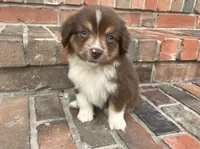 Sophie , a female Miniature Australian Shepherd for sale in Honey Grove, TX – 6 of 10
