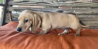 Jax, a male Miniature Dachshund for sale in Honey Grove, TX – 4 of 10