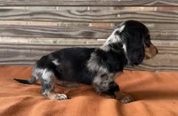 Lillie, a female Miniature Dachshund for sale in Honey Grove, TX – 6 of 8