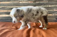 Gus, a male Miniature Australian Shepherd for sale in Honey Grove, TX – 3 of 9