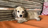 Willow, a female Miniature Dachshund for sale in Honey Grove, TX – 5 of 10