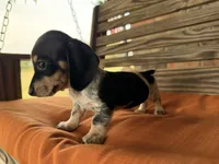 Kara, a female Miniature Dachshund for sale in Honey Grove, TX – 9 of 10