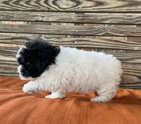 Stella, a female Poodle - Miniature  for sale in Honey Grove, TX – 4 of 8