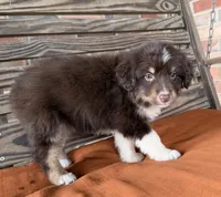 Ivy, a female Miniature Australian Shepherd for sale in Honey Grove, TX – 8 of 9