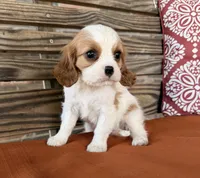 Stella, a female Cavalier King Charles Spaniel for sale in Honey Grove, TX – 1 of 8