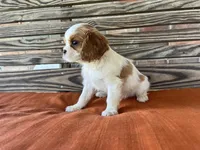 Sage, a female Cavalier King Charles Spaniel for sale in Honey Grove, TX – 9 of 10