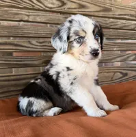 Blythe, a female Miniature Australian Shepherd for sale in Honey Grove, TX – 9 of 10