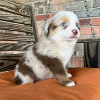 Dallas, a male Miniature Australian Shepherd for sale in Honey Grove, TX – 4 of 9