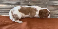 Colt , a male Cavalier King Charles Spaniel for sale in Honey Grove, TX – 8 of 10