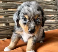 Connor , a male Miniature Australian Shepherd for sale in Honey Grove, TX – 3 of 8
