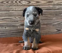 Blu, a male Australian Cattle Dog for sale in Honey Grove, TX – 3 of 10