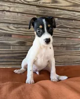 Max, a male Rat Terrier for sale in Honey Grove, TX – 2 of 8