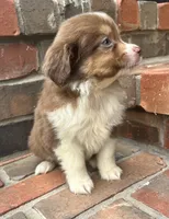 Skye, a female Miniature Australian Shepherd for sale in Honey Grove, TX – 4 of 10