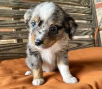 Sara, a female Miniature Australian Shepherd for sale in Honey Grove, TX – 7 of 9