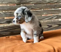 Sophie , a female Miniature Australian Shepherd for sale in Honey Grove, TX – 2 of 10