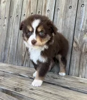 Mabel , a female Miniature Australian Shepherd for sale in Honey Grove, TX – Photo 3 of 9
