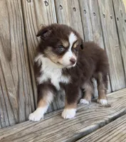 Mabel , a female Miniature Australian Shepherd for sale in Honey Grove, TX – Photo 5 of 9
