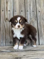 Mabel , a female Miniature Australian Shepherd for sale in Honey Grove, TX – Photo 2 of 9
