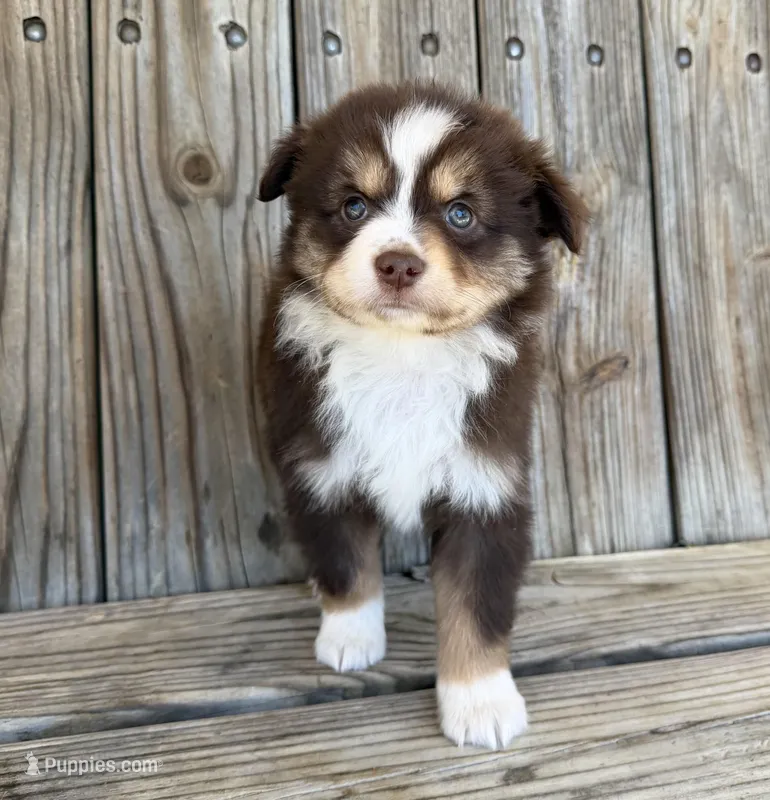 Mabel  – Miniature Australian Shepherd puppy for sale in Honey Grove, TX
