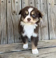 Mabel , a female Miniature Australian Shepherd for sale in Honey Grove, TX – Photo 1 of 9