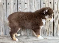 Mabel , a female Miniature Australian Shepherd for sale in Honey Grove, TX – Photo 6 of 8