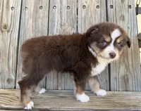 Mabel , a female Miniature Australian Shepherd for sale in Honey Grove, TX – Photo 7 of 9