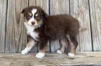 Mabel , a female Miniature Australian Shepherd for sale in Honey Grove, TX – Photo 6 of 9