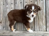 Mabel , a female Miniature Australian Shepherd for sale in Honey Grove, TX – Photo 5 of 8