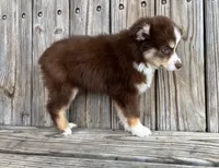 Mabel , a female Miniature Australian Shepherd for sale in Honey Grove, TX – Photo 8 of 8