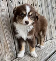 Mabel , a female Miniature Australian Shepherd for sale in Honey Grove, TX – Photo 3 of 8