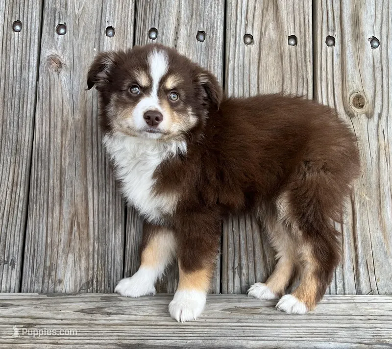 Mabel  – Miniature Australian Shepherd puppy for sale in Honey Grove, TX