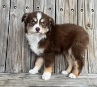 Mabel , a female Miniature Australian Shepherd for sale in Honey Grove, TX – Photo 1 of 8