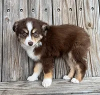 Mabel , a female Miniature Australian Shepherd for sale in Honey Grove, TX – Photo 2 of 8