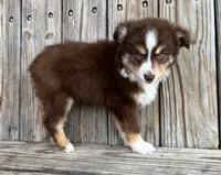 Mabel , a female Miniature Australian Shepherd for sale in Honey Grove, TX – Photo 4 of 8