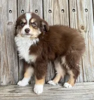 Mabel , a female Miniature Australian Shepherd for sale in Honey Grove, TX – Photo 7 of 8