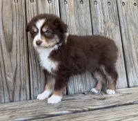 Mabel , a female Miniature Australian Shepherd for sale in Honey Grove, TX – Photo 4 of 9