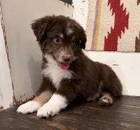 Toby, a male Miniature Australian Shepherd for sale in Honey Grove, TX – 4 of 9
