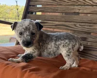 Remi, a female Australian Cattle Dog for sale in Honey Grove, TX – 3 of 10