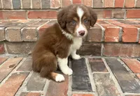 Buster , a male Miniature Australian Shepherd for sale in Honey Grove, TX – 5 of 8