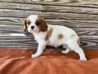 Sage, a female Cavalier King Charles Spaniel for sale in Honey Grove, TX – 10 of 10