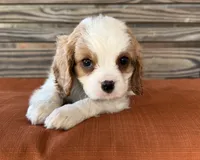 Conner , a male Cavalier King Charles Spaniel for sale in Honey Grove, TX – 3 of 10
