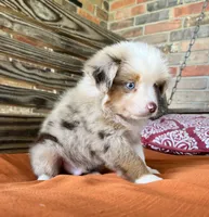 Sam, a male Miniature Australian Shepherd for sale in Honey Grove, TX – 5 of 10