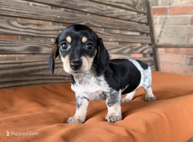 Kara – Miniature Dachshund puppy for sale in Honey Grove, TX