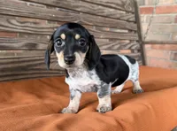 Kara, a female Miniature Dachshund for sale in Honey Grove, TX – 1 of 10