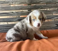 Gus, a male Miniature Australian Shepherd for sale in Honey Grove, TX – 2 of 9