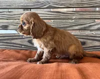 Jase, a male Cavalier King Charles Spaniel for sale in Honey Grove, TX – 4 of 10