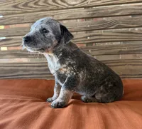 Cami, a female Australian Cattle Dog for sale in Honey Grove, TX – 6 of 10